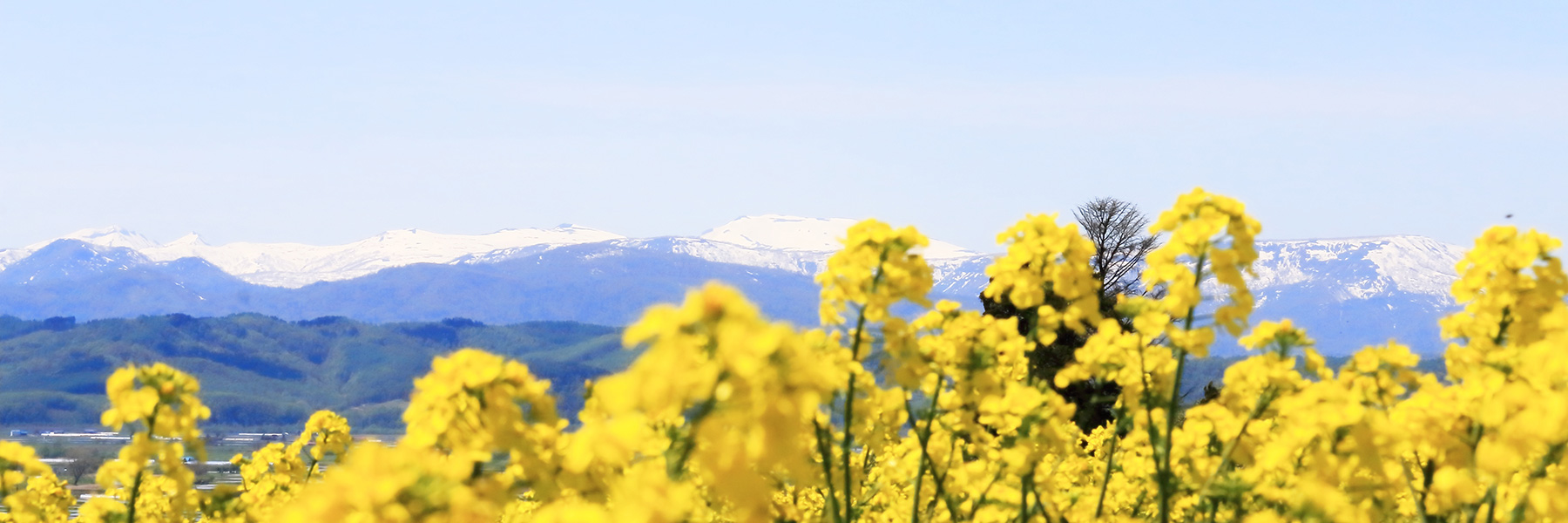 菜の花の風景